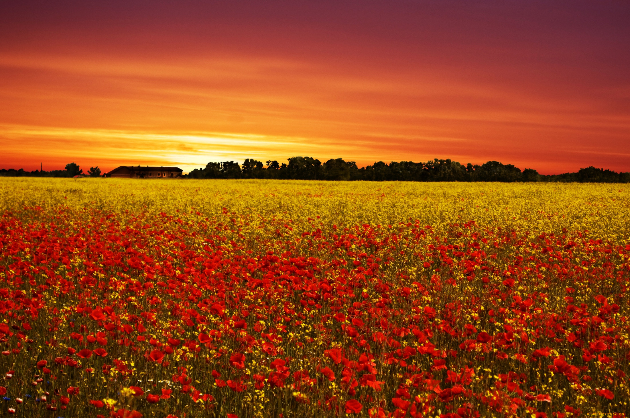 Багряная лета. Маковое поле. Пейзаж поле с цветами. Поляна цветов на закате. Закат Поляна.